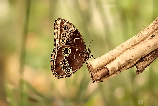 schmetterling1s.jpg