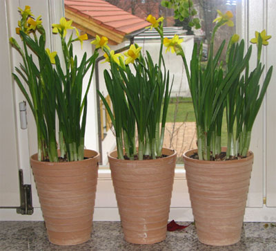 narzissen_im_pott.jpg