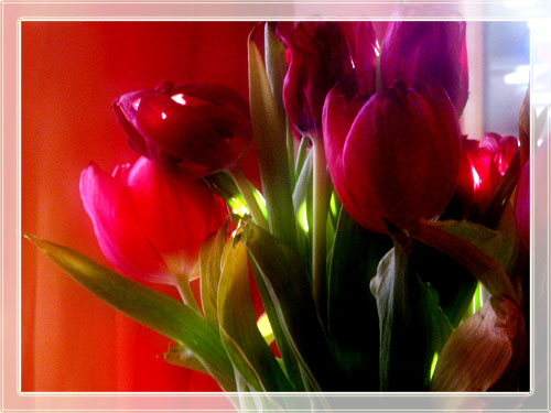 tulpen1_08.jpg