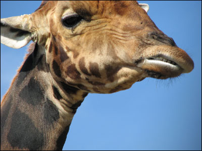 231007_safari_giraffe_intro.jpg