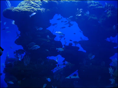 241007_aquarium_in2.jpg