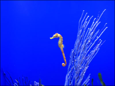241007_aquarium_in5.jpg